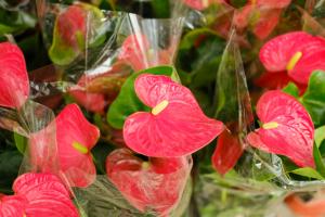 how much water does an indoor clover plant require