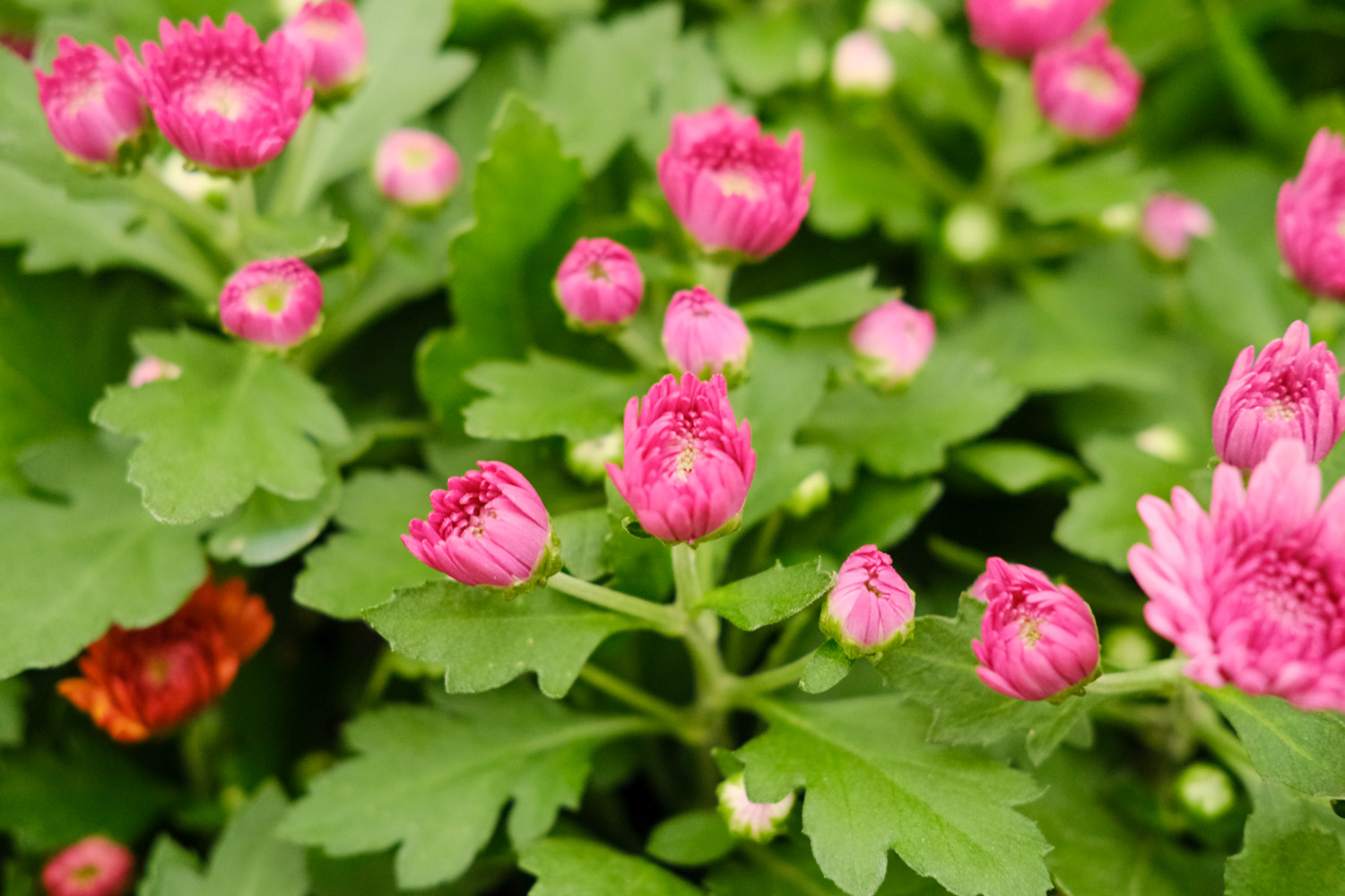 Chrysanthemum