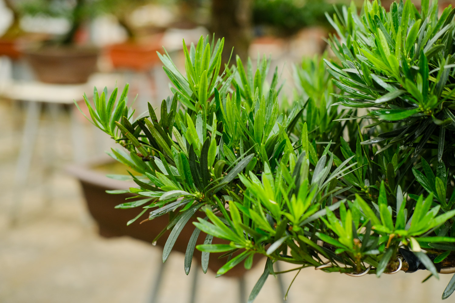 Podocarpus