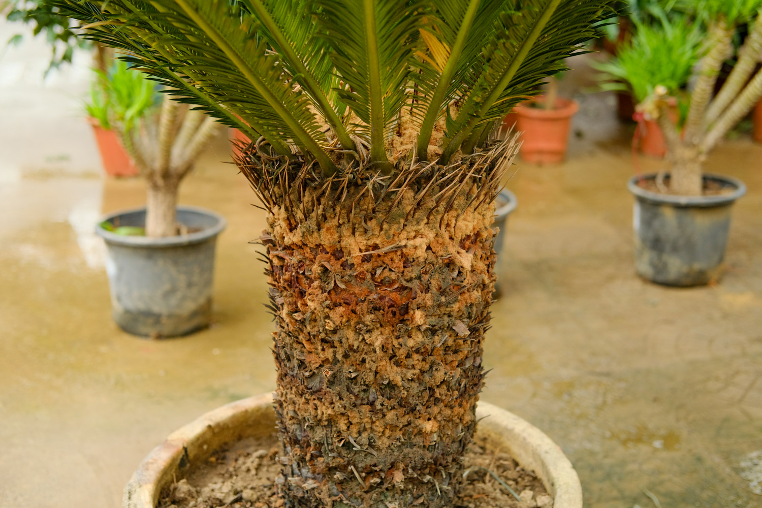 Cycas