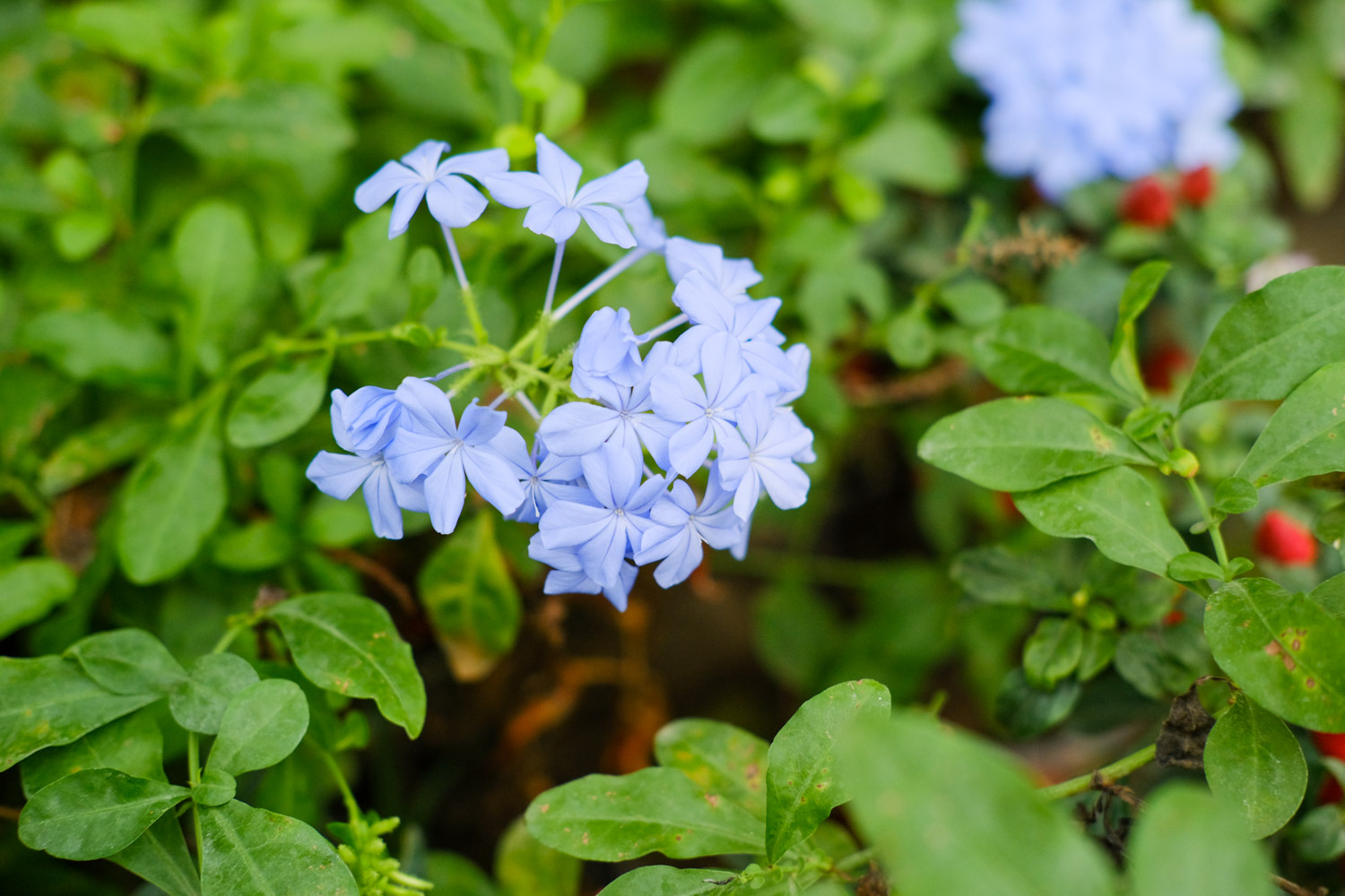 Plumbago Auriculata