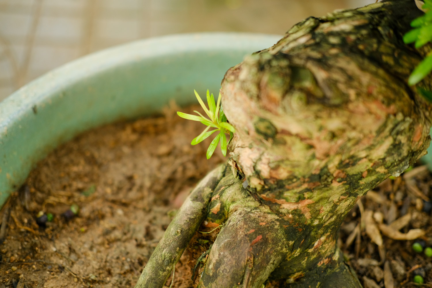 Podocarpus