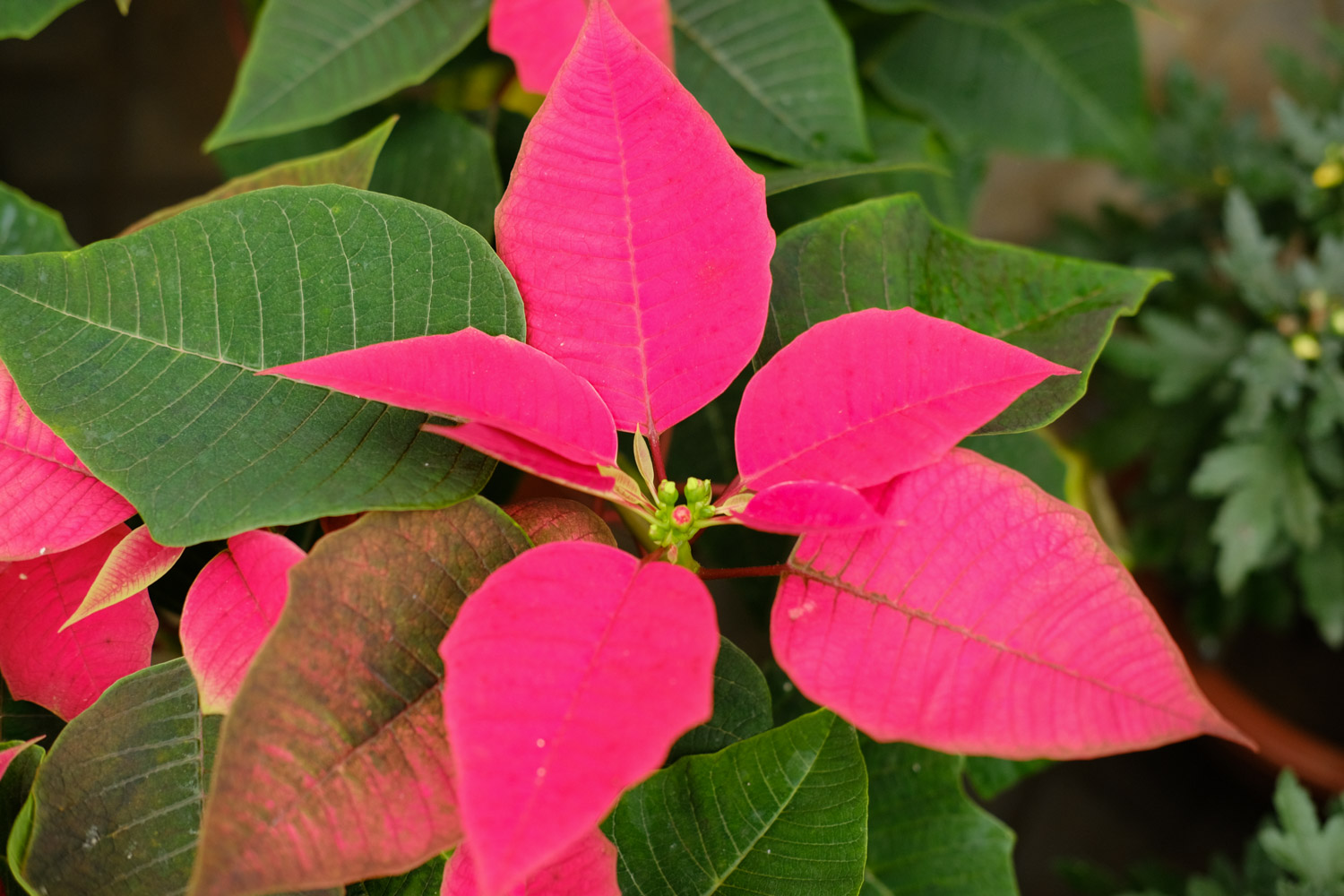 poinsettia