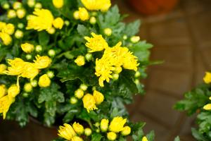 Pot culture methods and precautions of Chrysanthemum