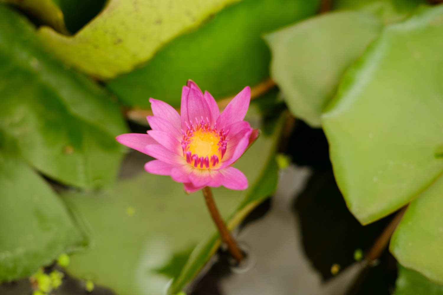 Water lilies