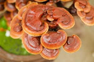 Ganoderma lucidum doesn't have to go out and buy it at a high price. You can pick a lot of strains at home for 10 yuan!