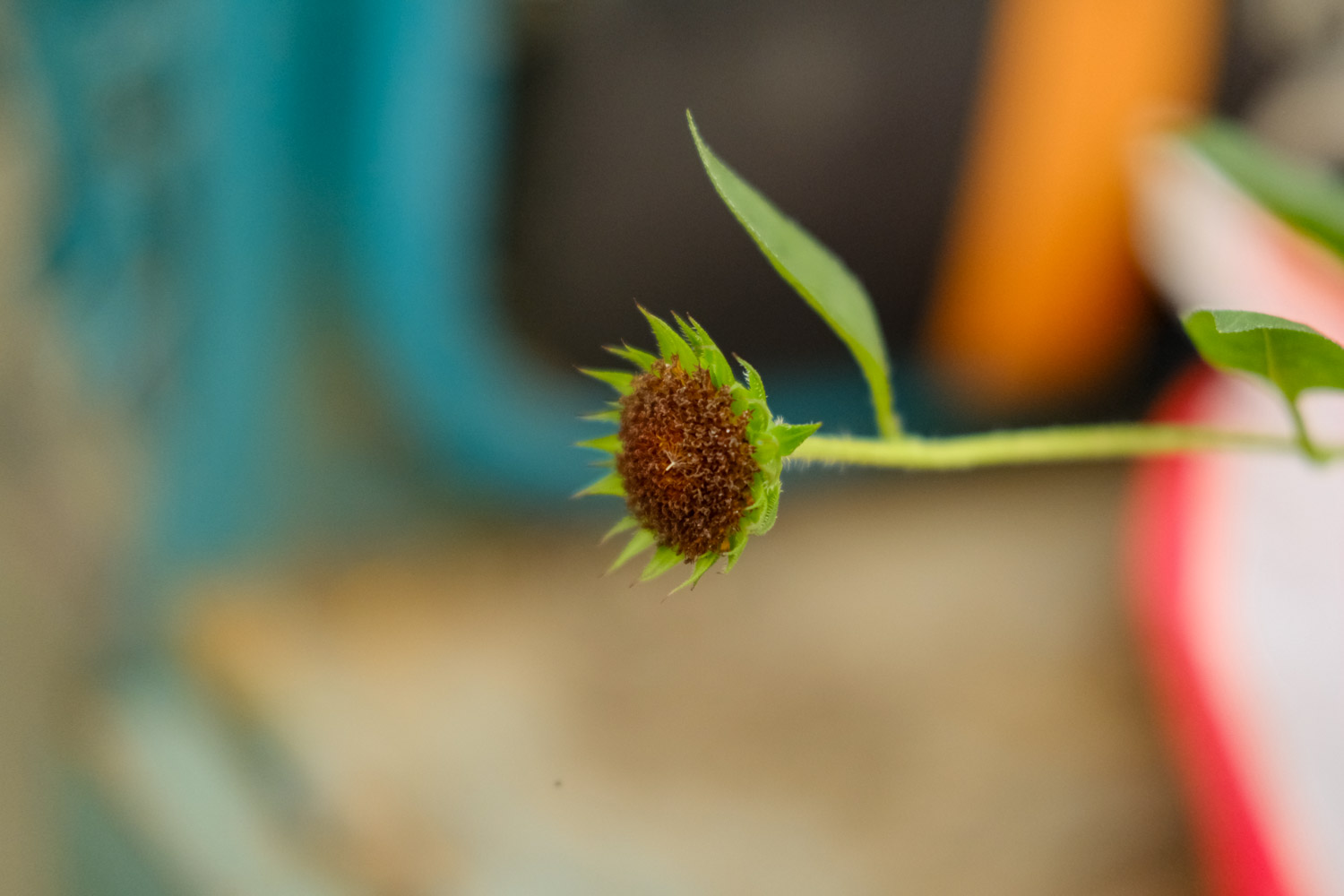 Sunflower