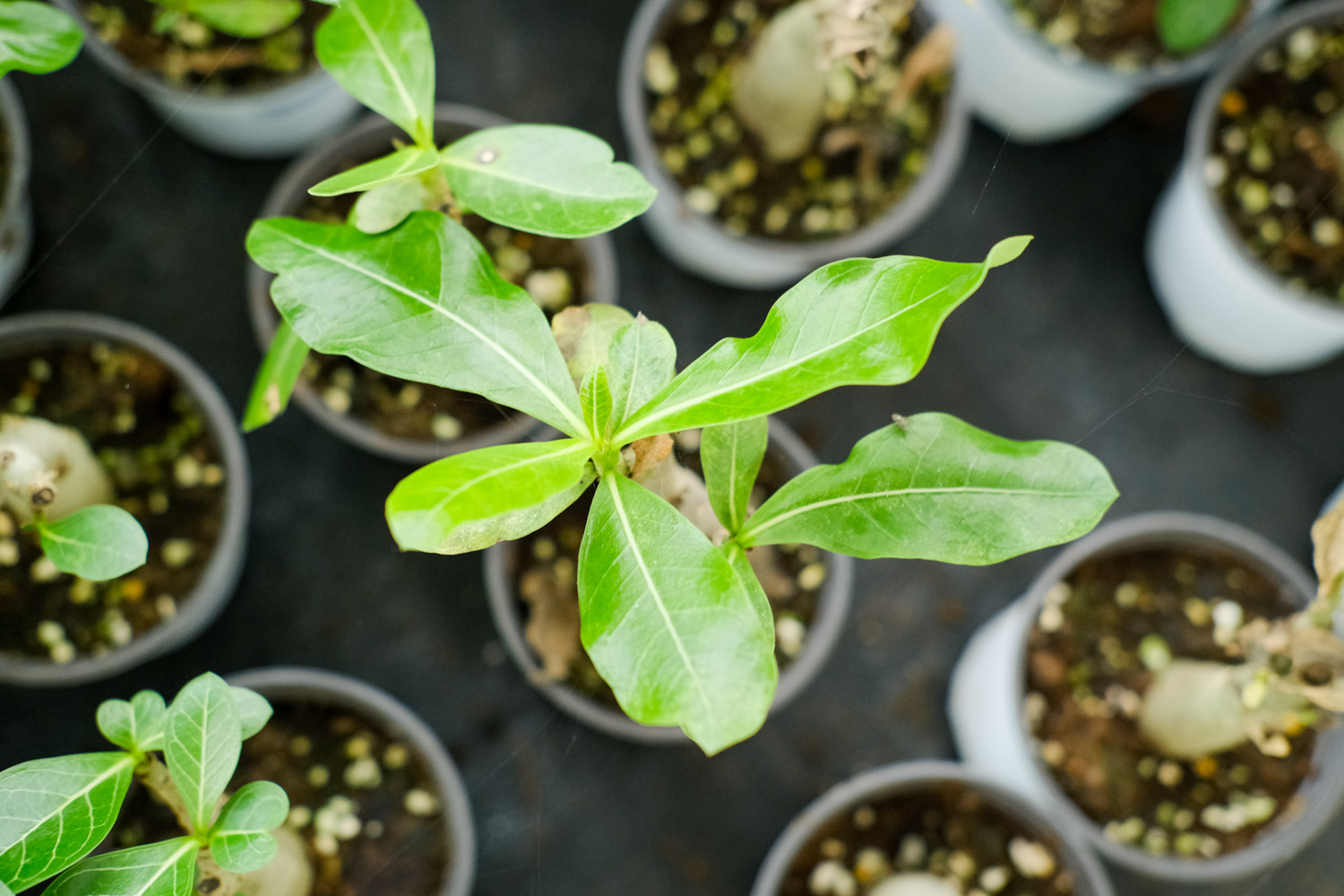 Adenium obesum