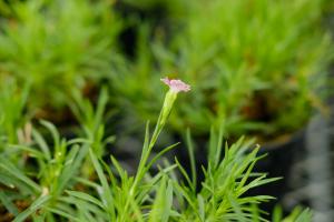 how many alyssum plants per pot