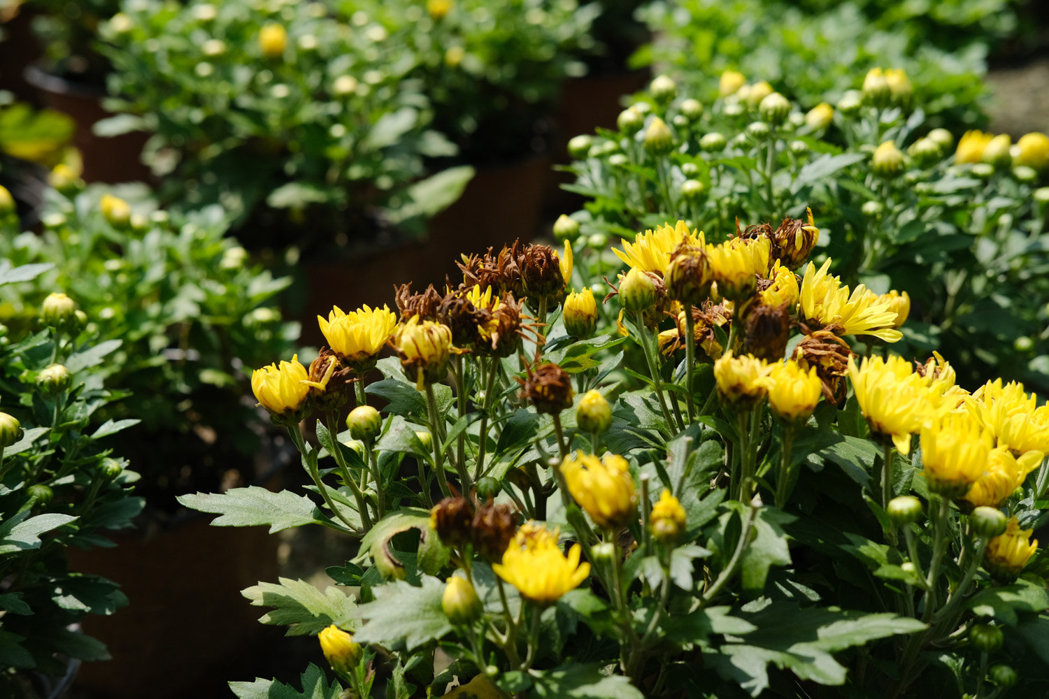 Chrysanthemum