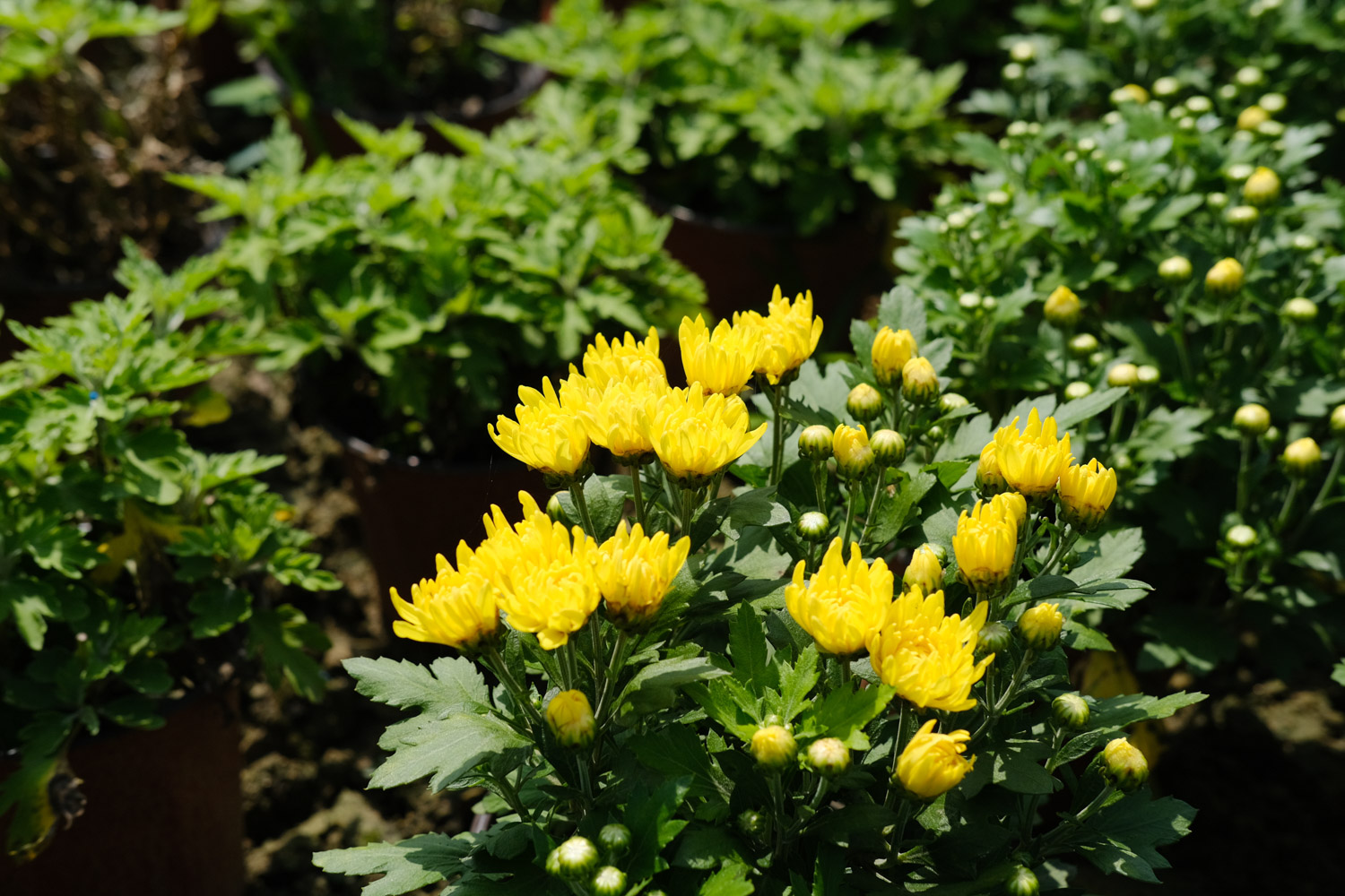 Chrysanthemum