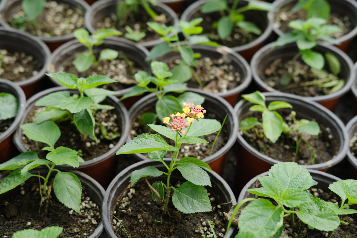 Lantana camara