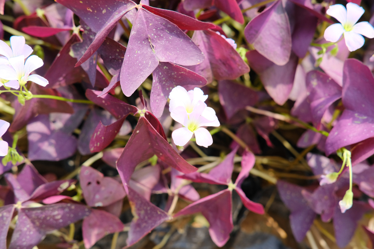 Oxalis