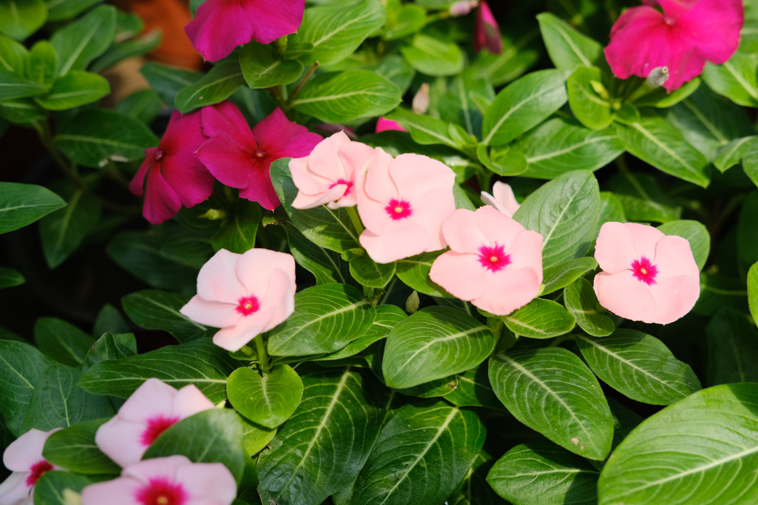 Madagascar rosy periwinkle