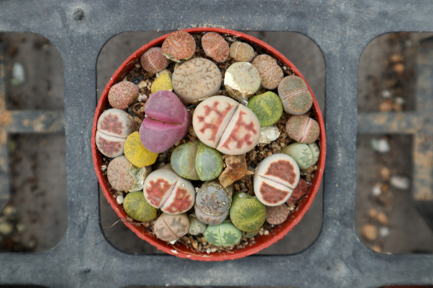 Lithops