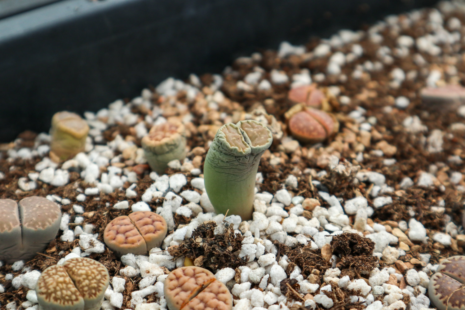 Lithops