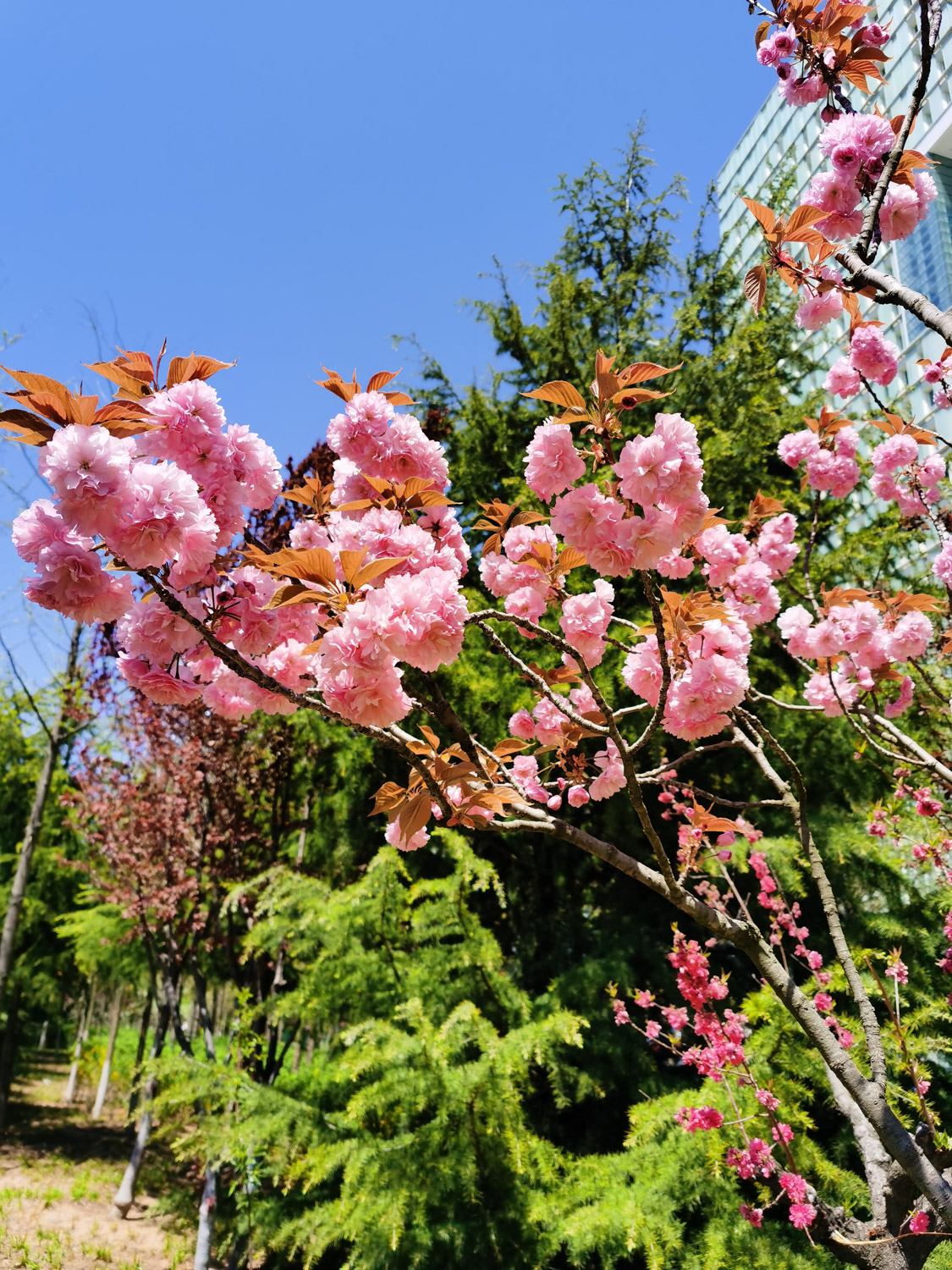 cherry blossoms