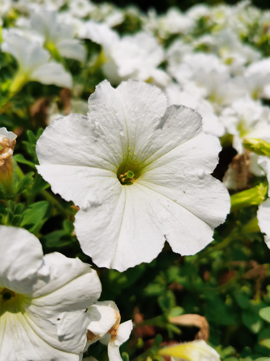 Petunia hybrida