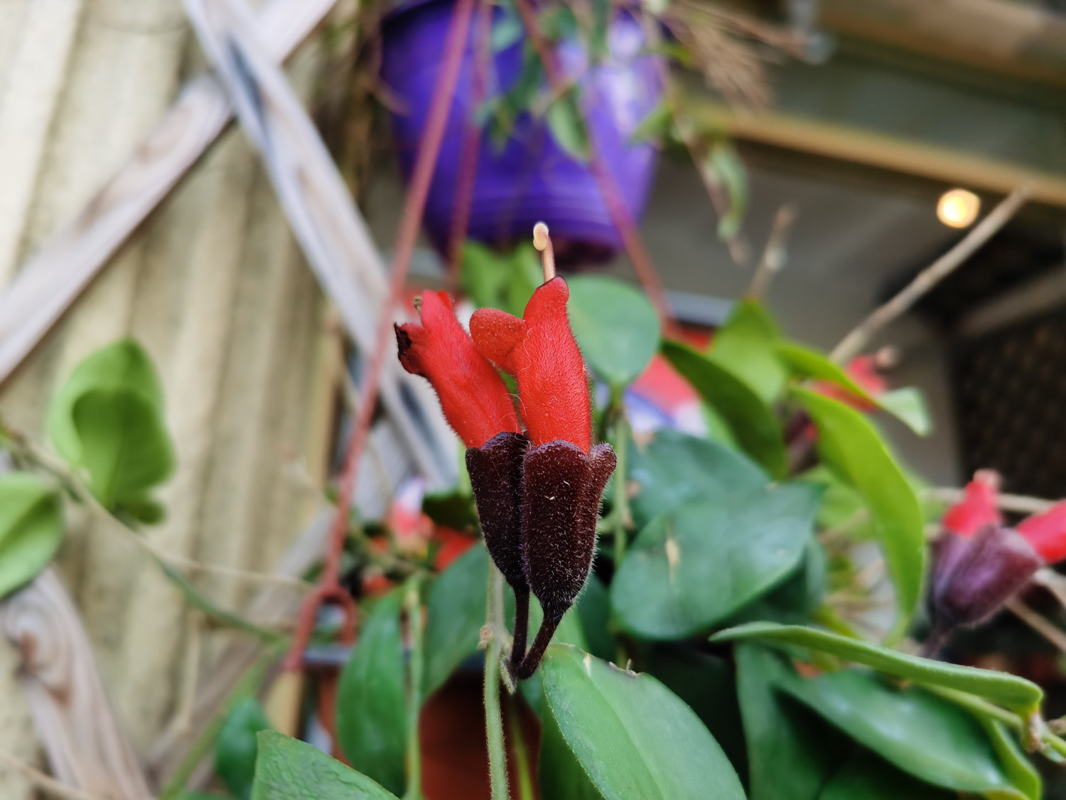 Aeschynanthus pulcher 