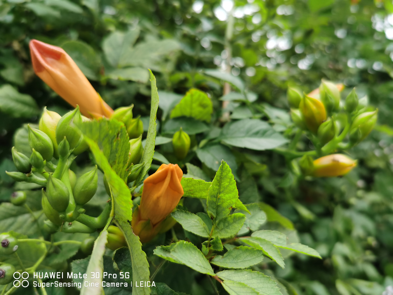 Chinese trumpet creeper