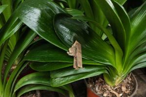 Keep a basin of Clivia at home, and flowering bodes well! Has your Clivia blossomed?