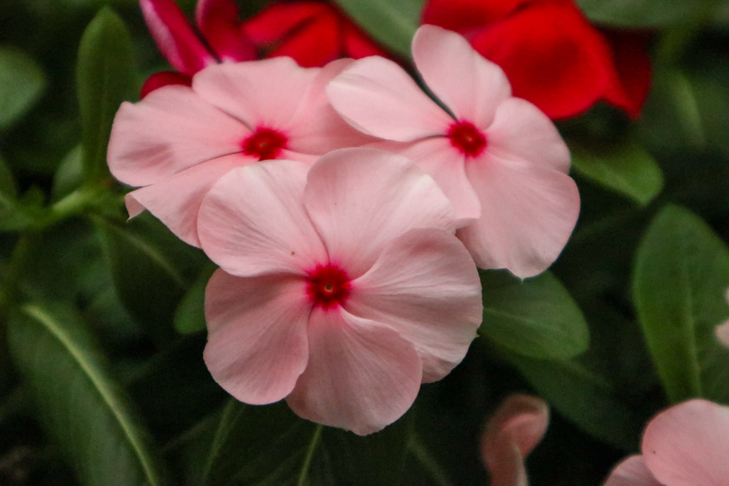 Madagascar rosy periwinkle