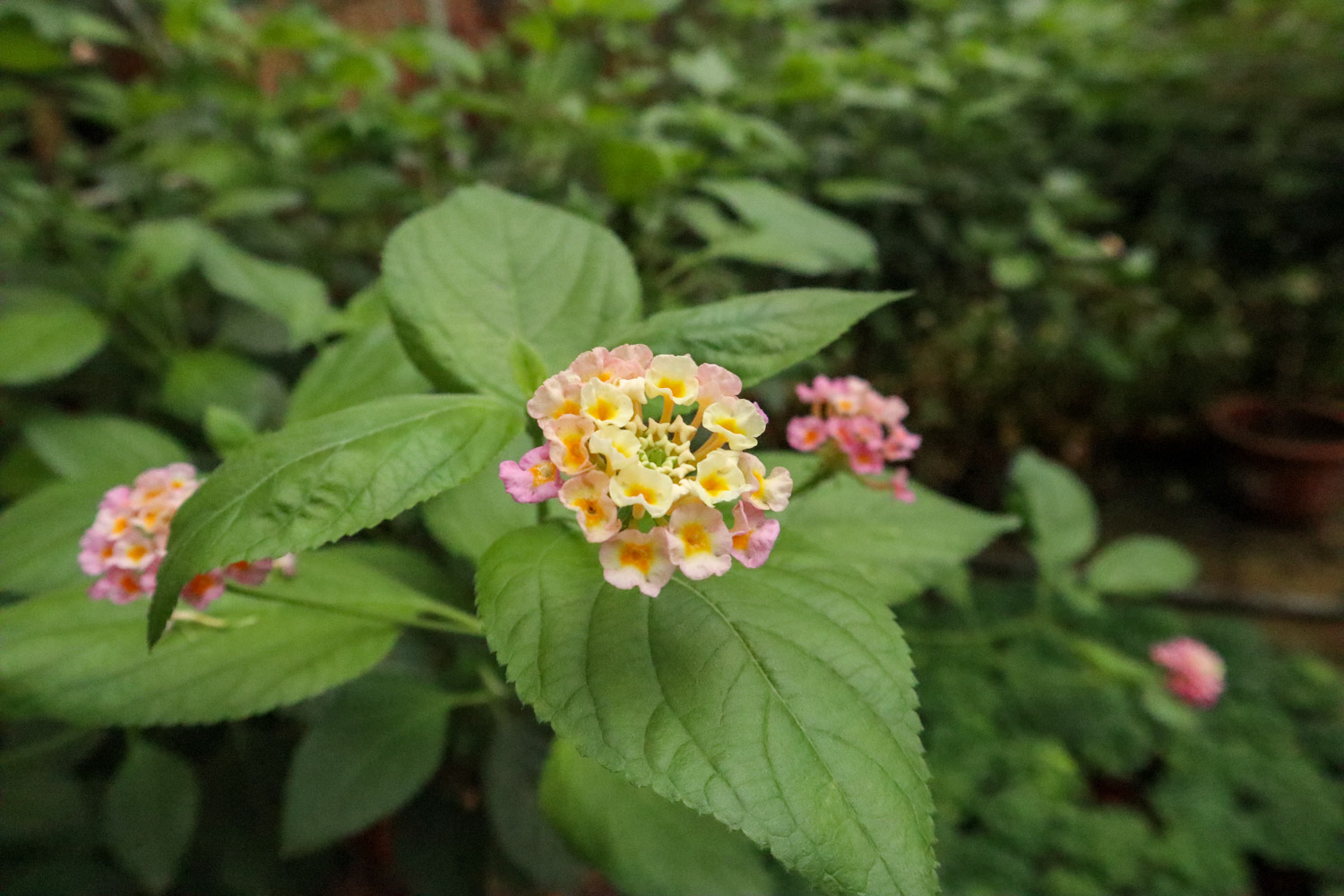 Lantana camara