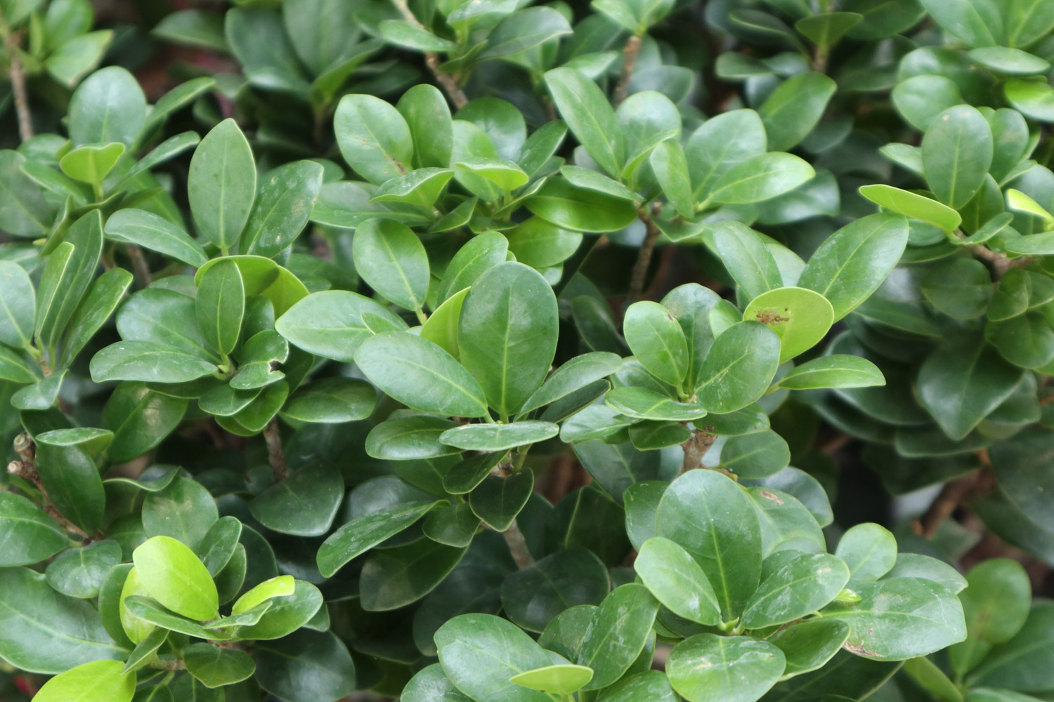 Ficus microcarpa