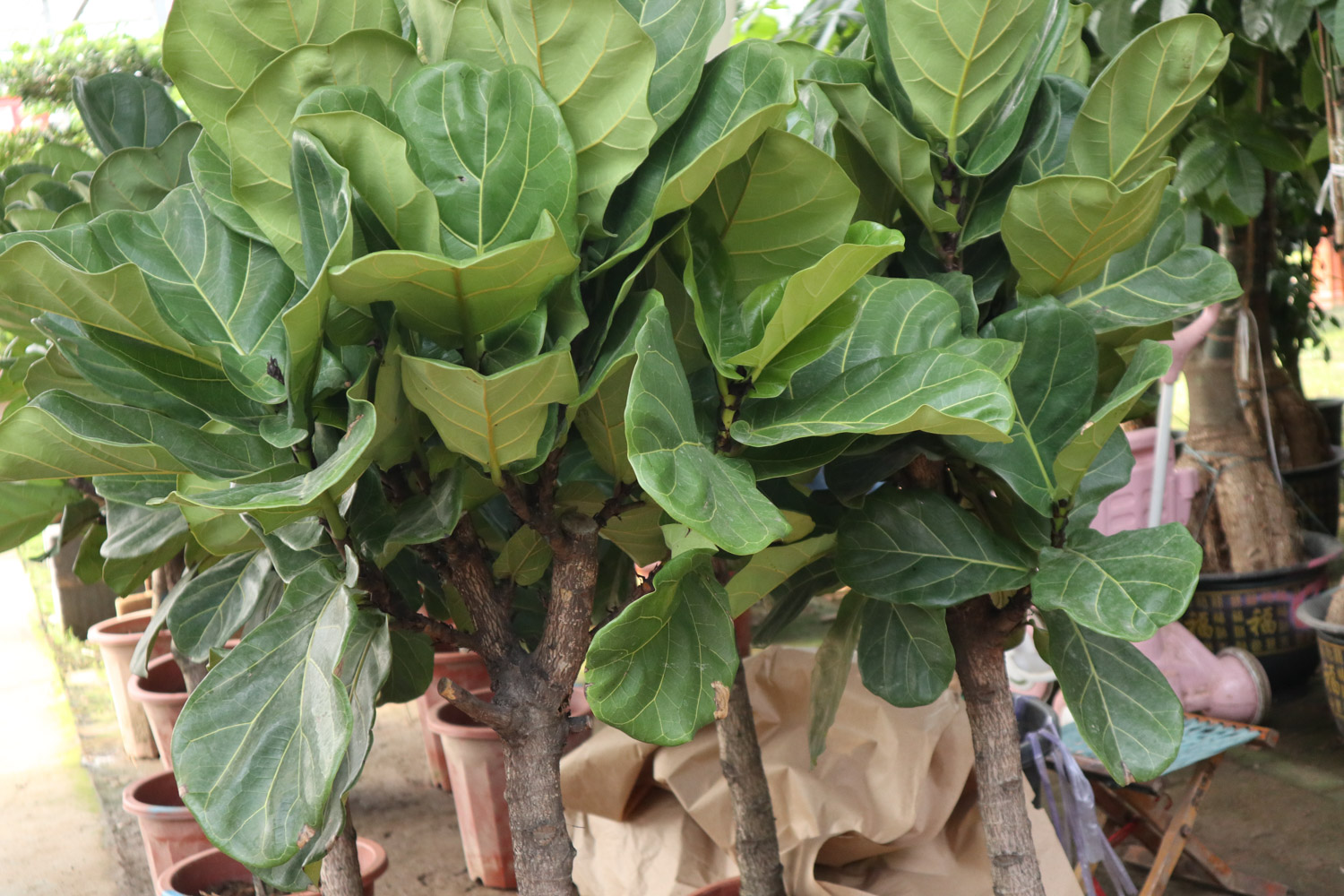 Banyan leaf