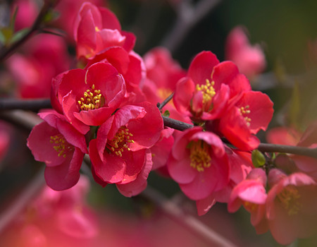 Flower of stem attached Begonia