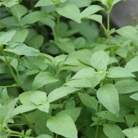 Distinguish Basil from Schizonepeta tenuifolia from petiole