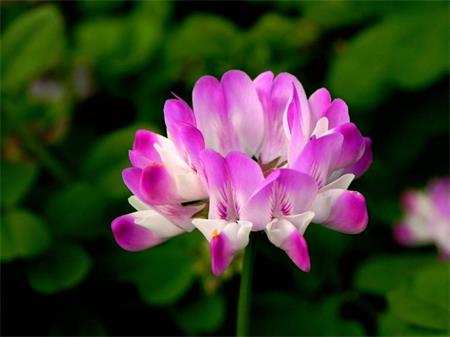 Astragalus pictures