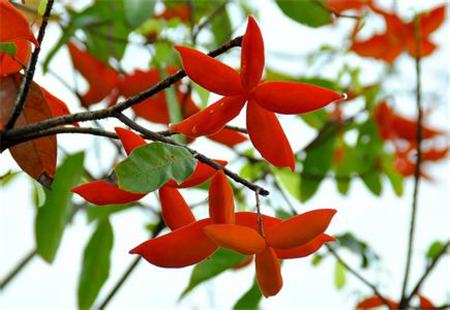 The difference between apple blossom and false apple blossom