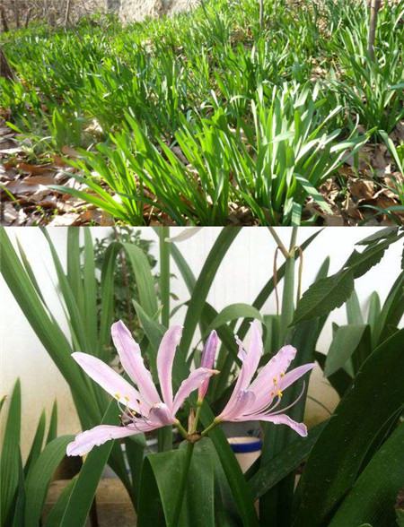 Comparison of leaves of Changjin flower and LUCONG