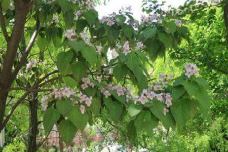 Catalpa bungei