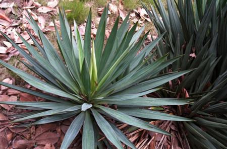 Essential difference between Phoenix tailed orchid and yucca