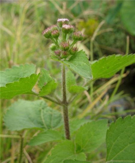 Patchouli thistle