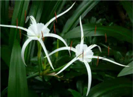 Spider orchid