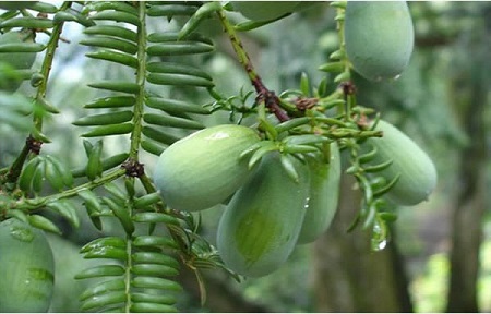 Chinese torreya ( Torreya grandis )