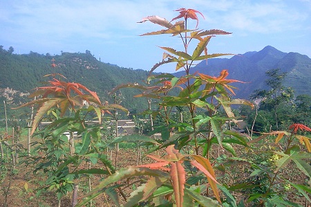 Acer henryi branches and leaves