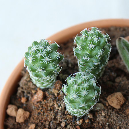 Potted silver finger