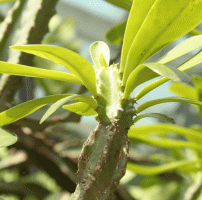 how long can a sanseveria plant live without water