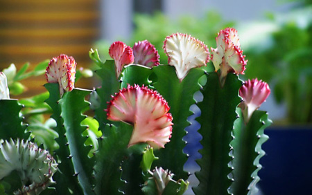 Keel column flowering