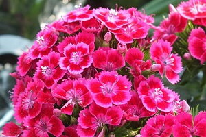 Dianthus Changxia