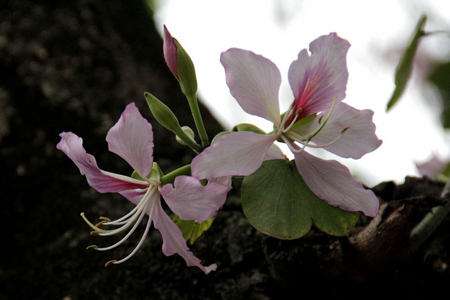 Flowering of sheep hoof beetle