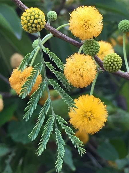 Acacia flower