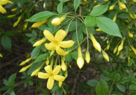 Summer flowers