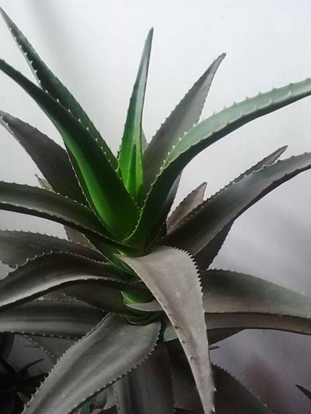 Aloe arborescens plant