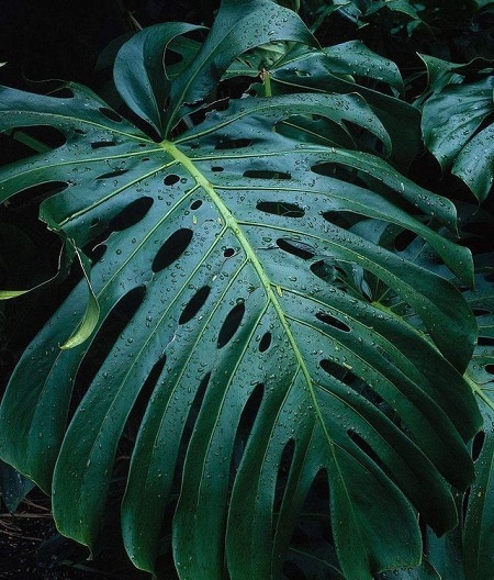 Phyllostachys pubescens leaves