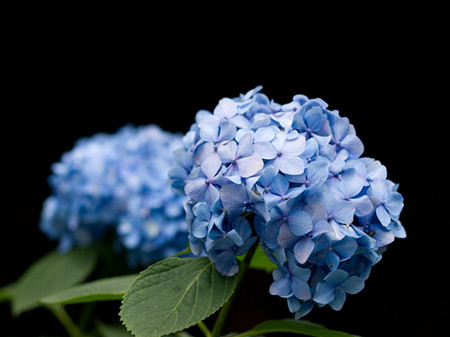 Beautiful Hydrangea